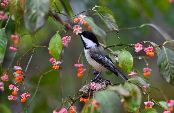 Quels contenus pour une stratégie de marketing digital visant à promouvoir un documentaire environnemental?